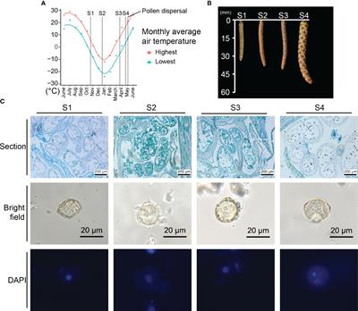 Transcriptomic landscape of staminate catkins development during overwintering process in Betula platyphylla